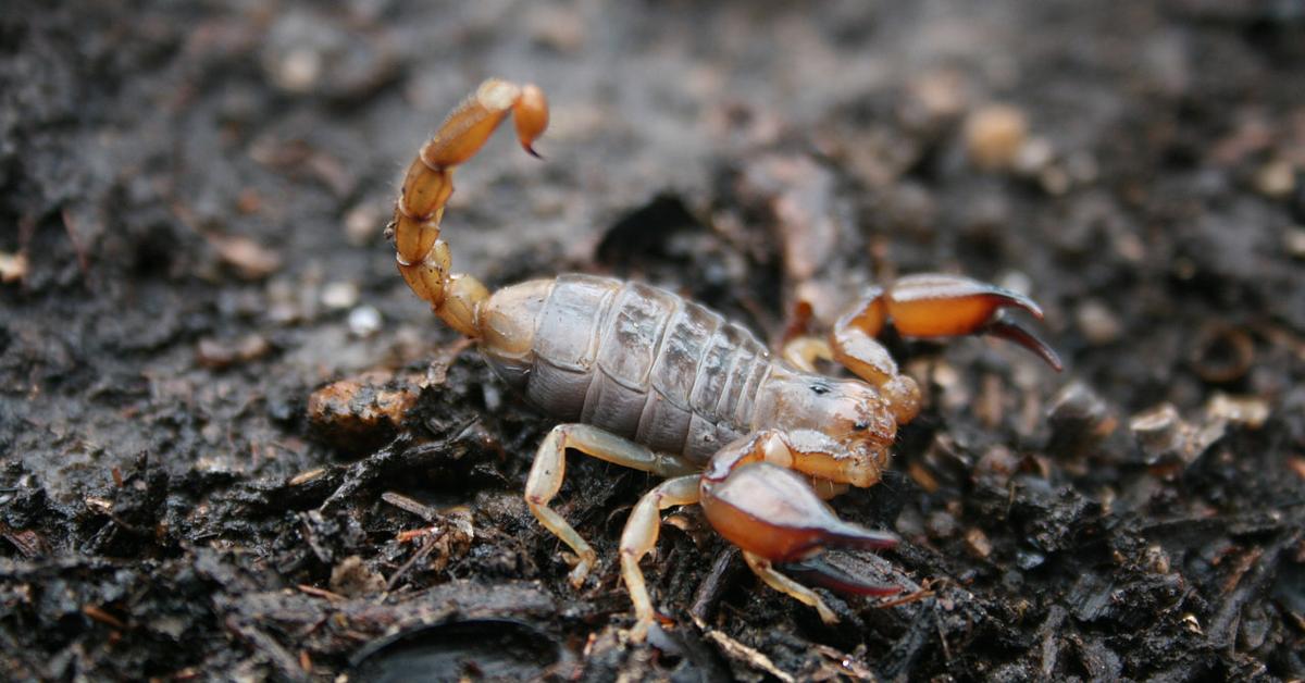 The fascinating Scorpion, scientifically known as Scorpiones.