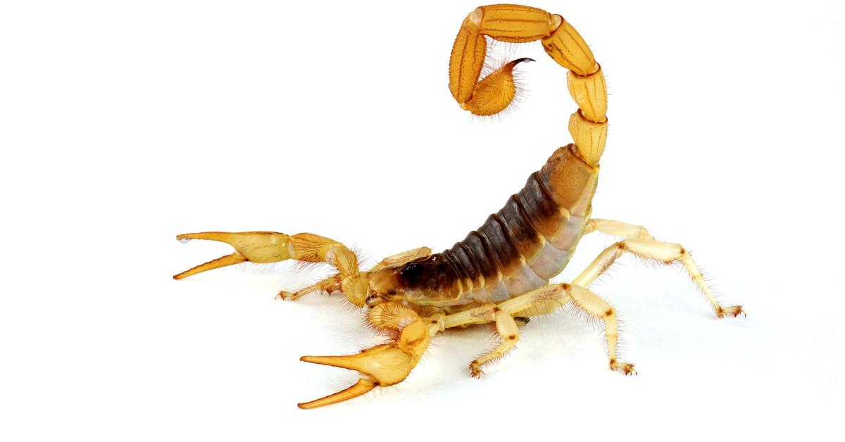 Glimpse of the Scorpion, known in the scientific community as Scorpiones.