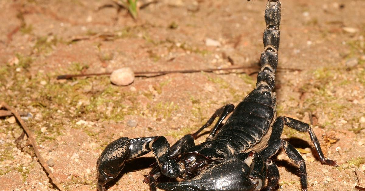 Photogenic Scorpion, scientifically referred to as Scorpiones.