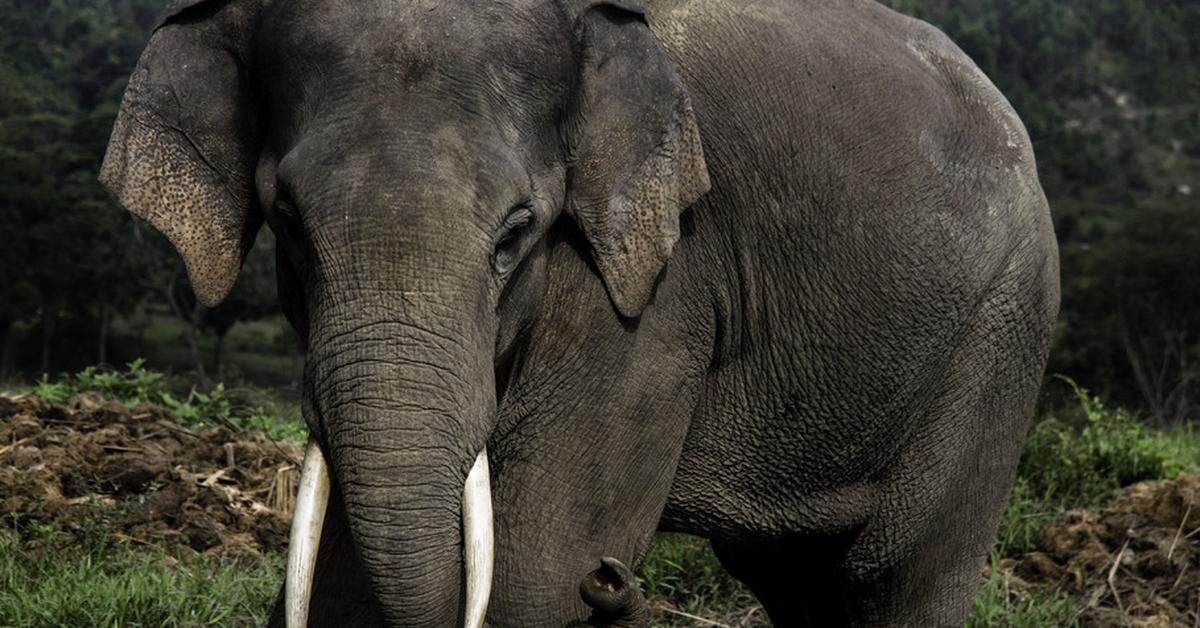 Photographic depiction of the unique Sumatran Elephant, locally called Gajah Sumatera.