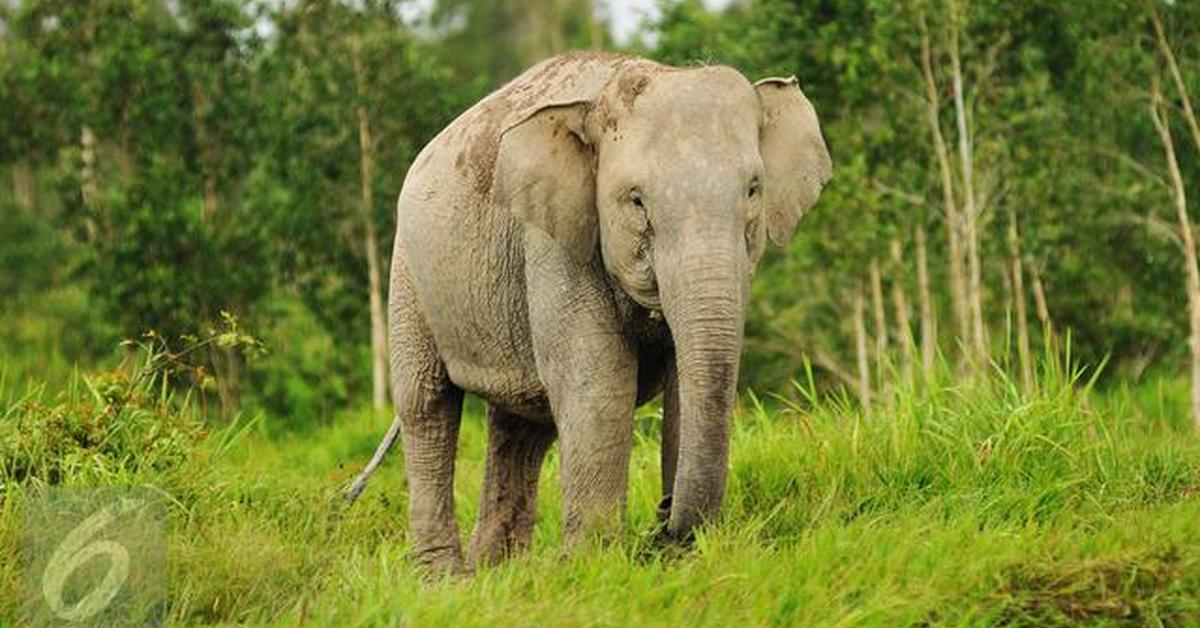 Natural elegance of the Sumatran Elephant, scientifically termed Elephas Maximus Sumatranus.