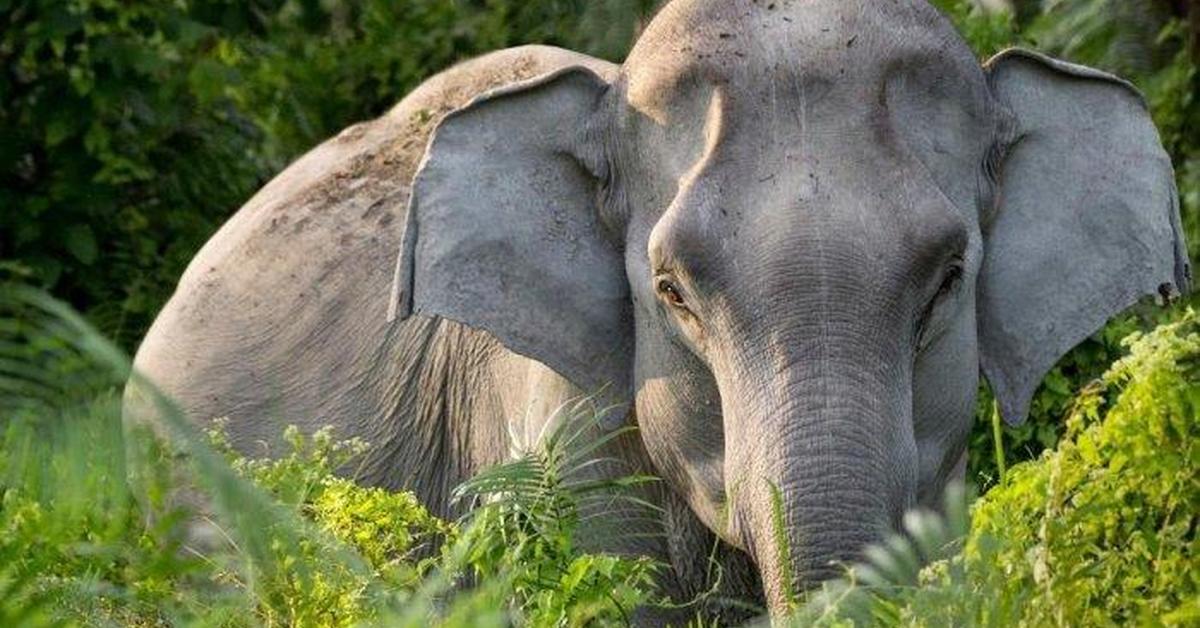 Graceful Sumatran Elephant, a creature with the scientific name Elephas Maximus Sumatranus.