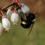 The Southeastern Blueberry Bee, a species known as Habropoda laboriosa, in its natural splendor.