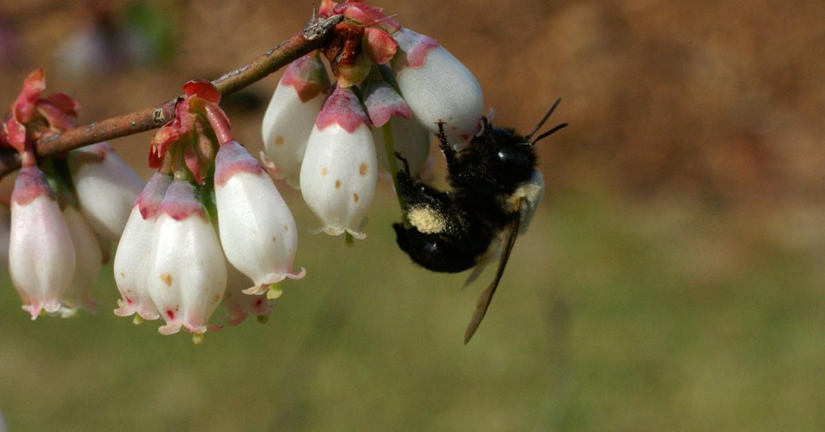 The Southeastern Blueberry Bee, a species known as Habropoda laboriosa, in its natural splendor.