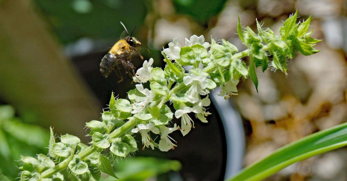 Captivating view of the Southeastern Blueberry Bee, known in Bahasa Indonesia as Lebah Blueberry Tenggara.