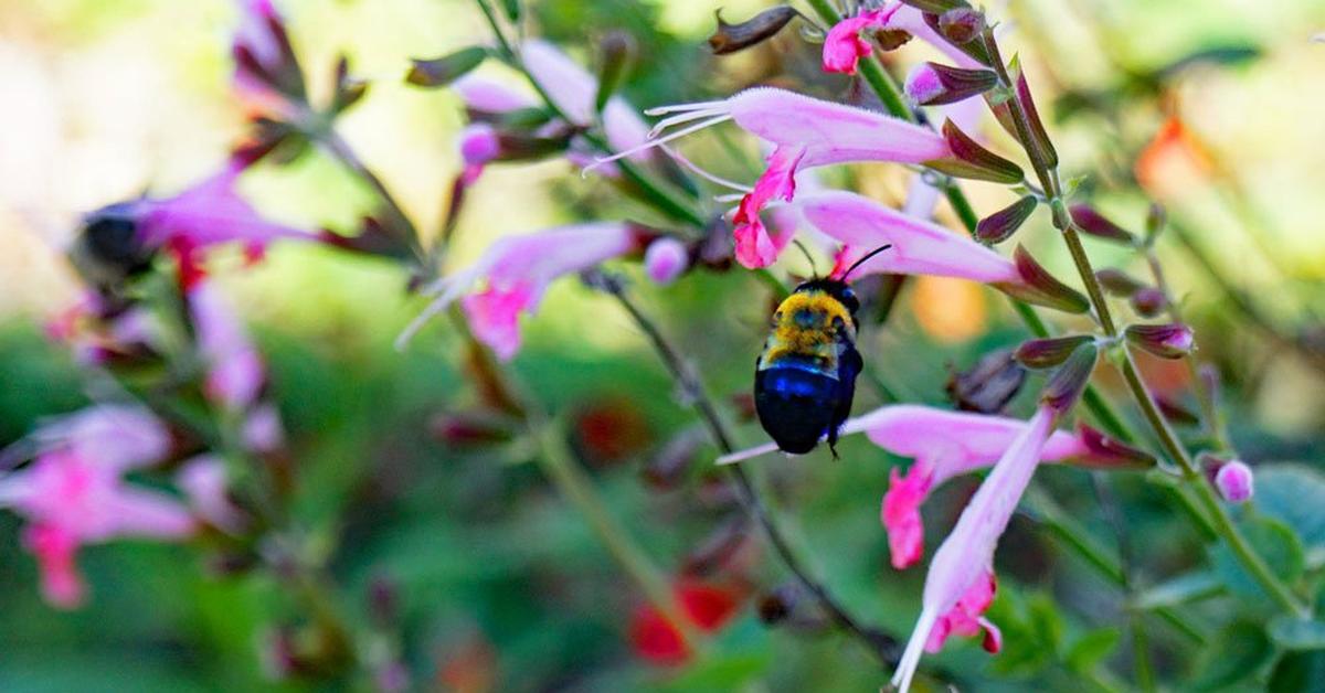 Portrait of a Southeastern Blueberry Bee, a creature known scientifically as Habropoda laboriosa.