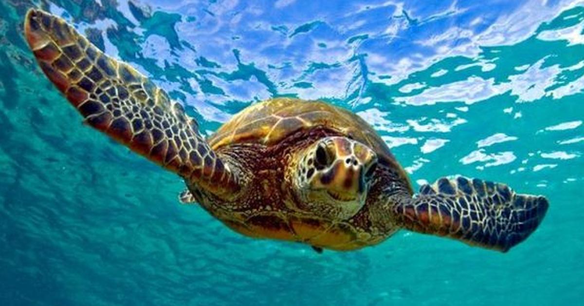 The Sea Turtle, an example of Cheloniidae, in its natural environment.