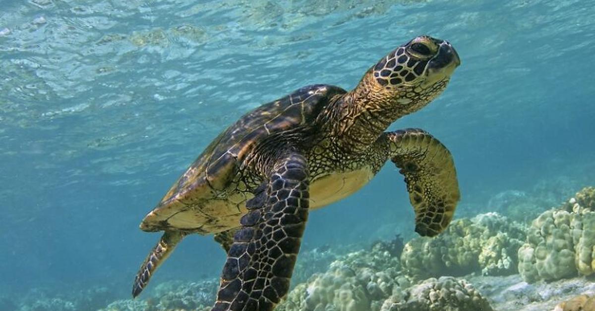 Insightful look at the Sea Turtle, known to Indonesians as Penyu Laut.