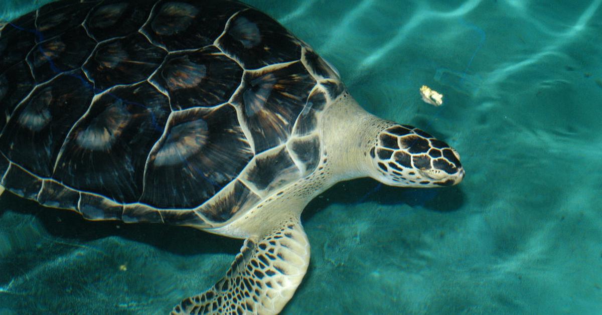 Iconic view of the Sea Turtle, or Cheloniidae, in its habitat.