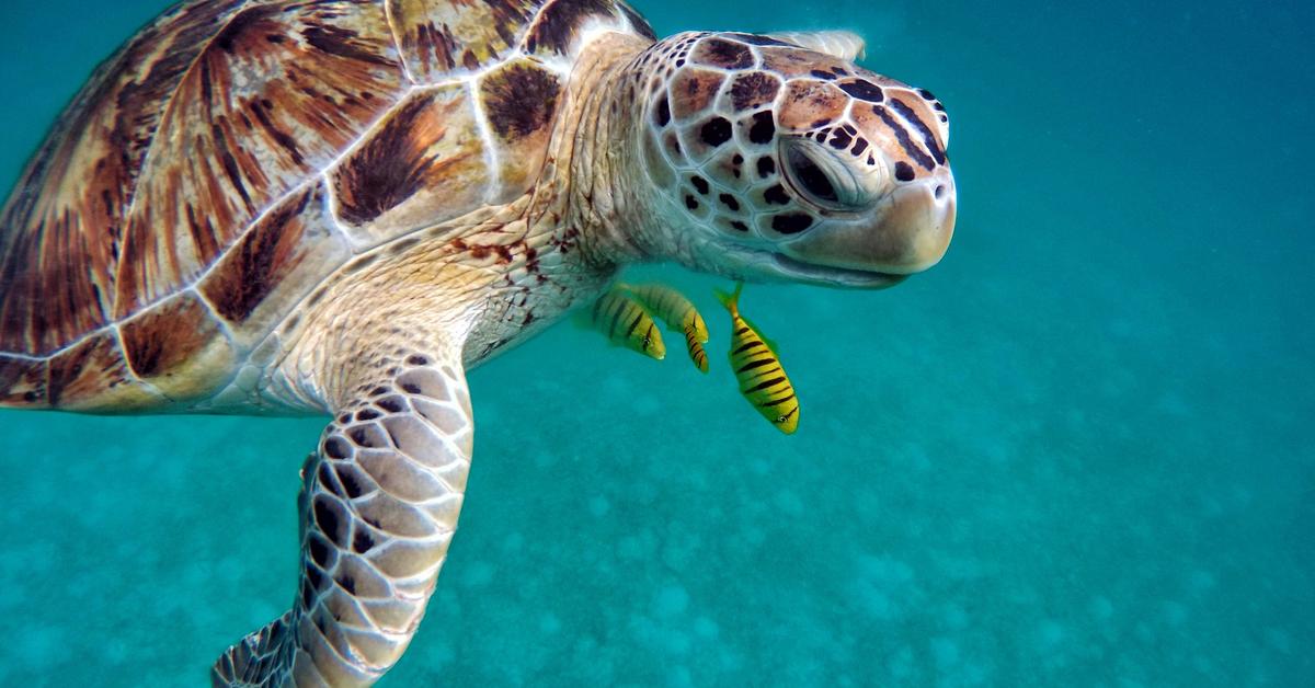 Close encounter with the Sea Turtle, scientifically called Cheloniidae.