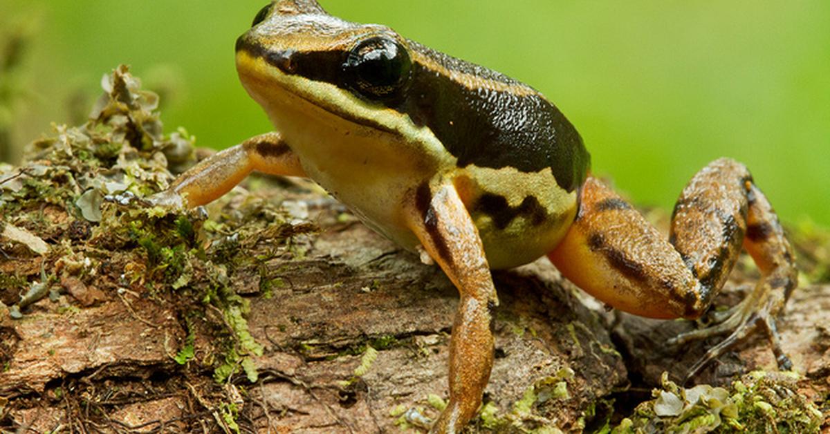 Photograph of the unique Striped Rocket Frog, known scientifically as Litoria nasuta.