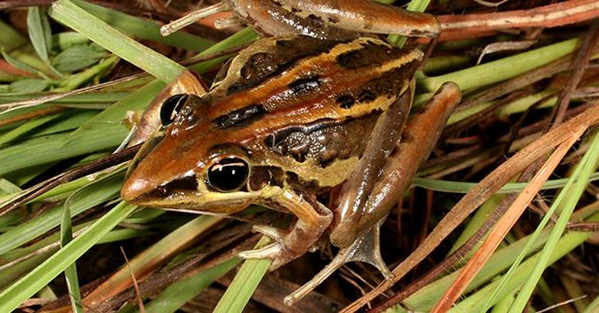 Stunning image of the Striped Rocket Frog (Litoria nasuta), a wonder in the animal kingdom.