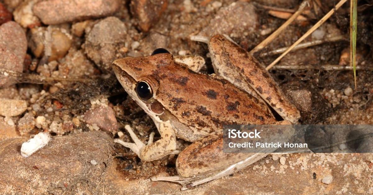 Captured beauty of the Striped Rocket Frog, or Litoria nasuta in the scientific world.