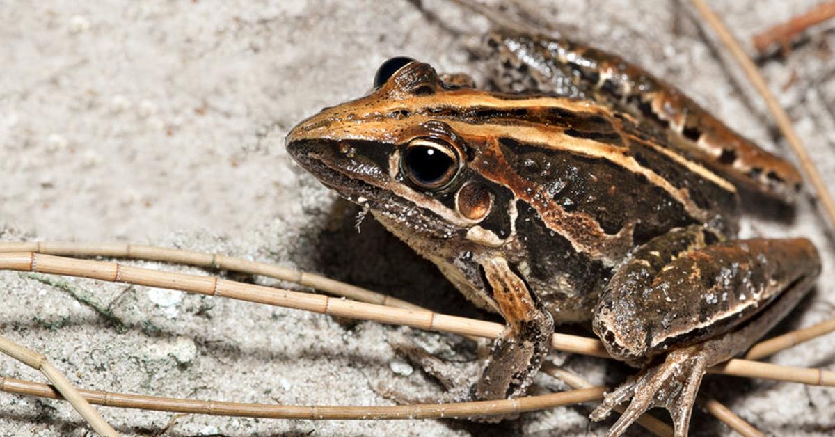 Stunning image of the Striped Rocket Frog (Litoria nasuta), a wonder in the animal kingdom.