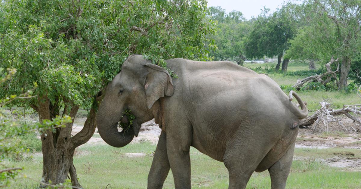 Vivid image of the Sri Lankan Elephant, or Gajah Sri Lanka in Indonesian context.