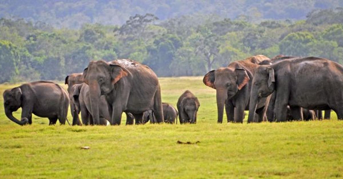 Insightful look at the Sri Lankan Elephant, known to Indonesians as Gajah Sri Lanka.