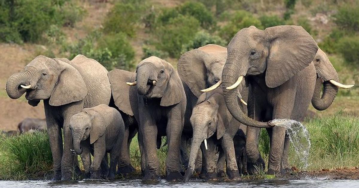 Striking appearance of the Sri Lankan Elephant, known in scientific circles as Elephas Maximus Maximus.