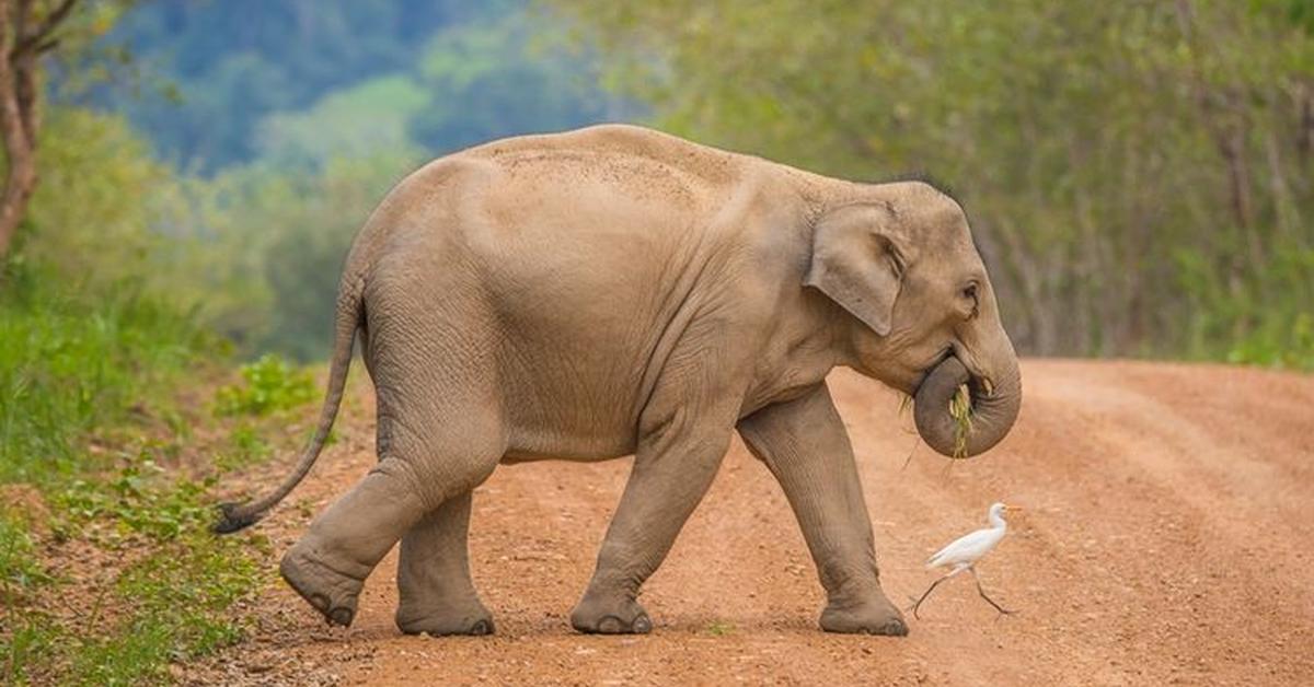 Iconic view of the Sri Lankan Elephant, or Elephas Maximus Maximus, in its habitat.