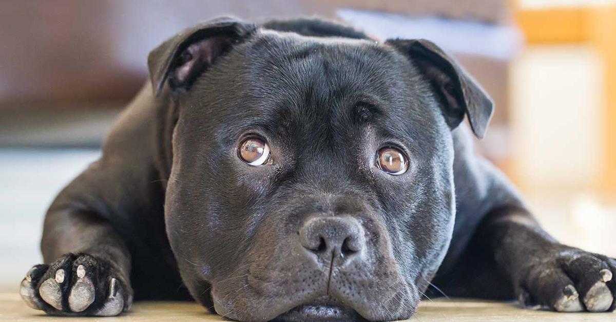 Image showcasing the Staffordshire Bull Terrier, known in Indonesia as Anjing Staffordshire Bull Terrier.