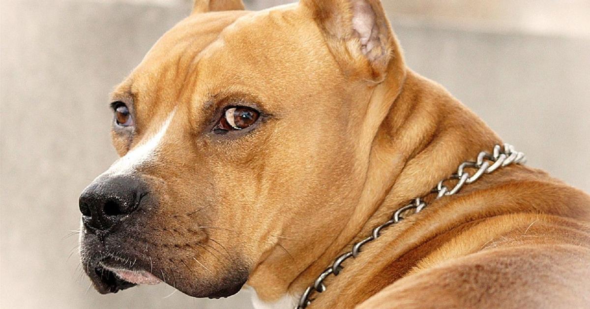 The fascinating Staffordshire Bull Terrier, scientifically known as Canis Lupus.