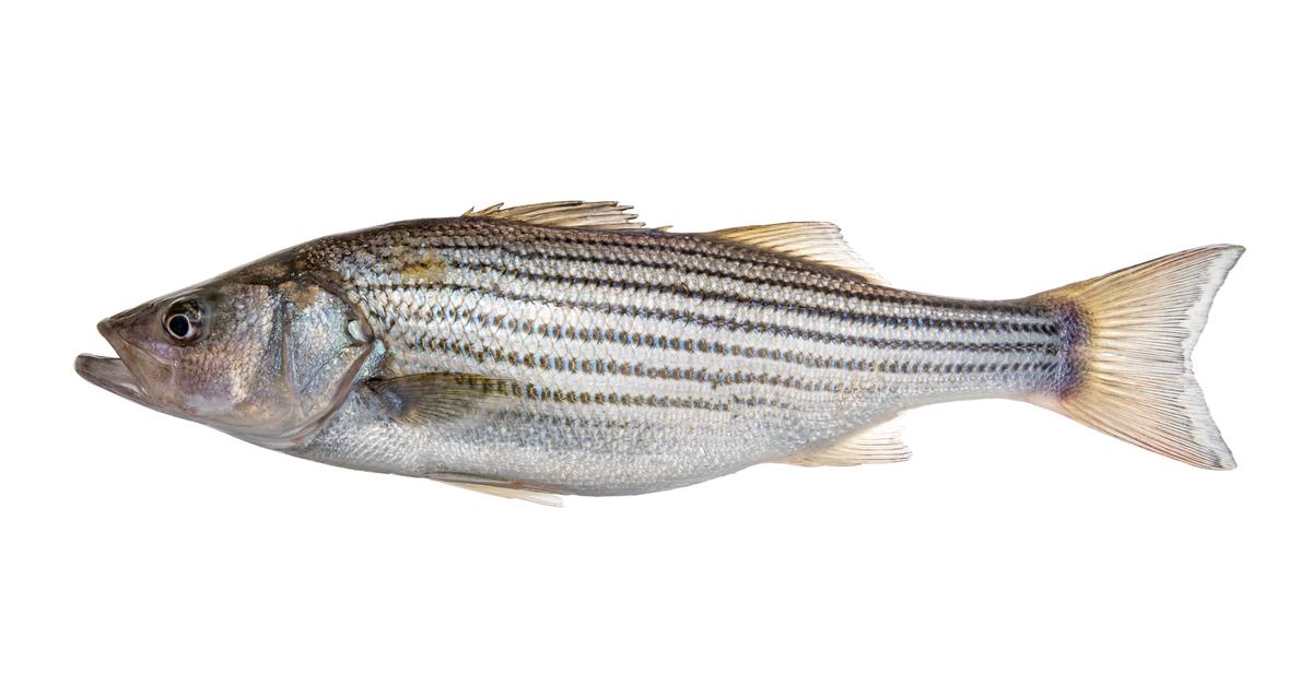 The fascinating Striped Bass, scientifically known as Morone saxatilis.