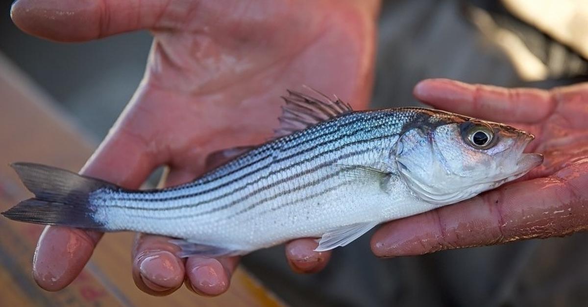 Striking appearance of the Striped Bass, known in scientific circles as Morone saxatilis.