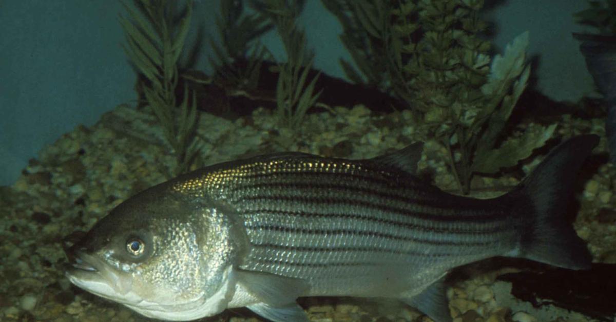 Photogenic Striped Bass, scientifically referred to as Morone saxatilis.