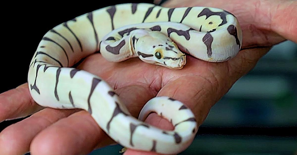 The Scaleless Ball Python, a beautiful species also known as Piton Bola Tanpa Sisik in Bahasa Indonesia.