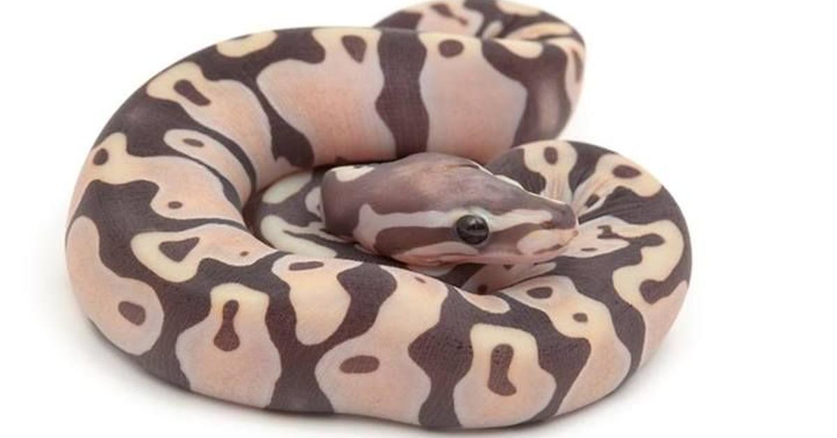 The Scaleless Ball Python, a species known as Python regius, in its natural splendor.