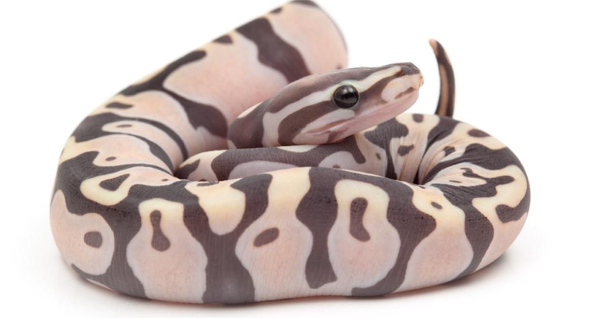 Stunning image of the Scaleless Ball Python (Python regius), a wonder in the animal kingdom.