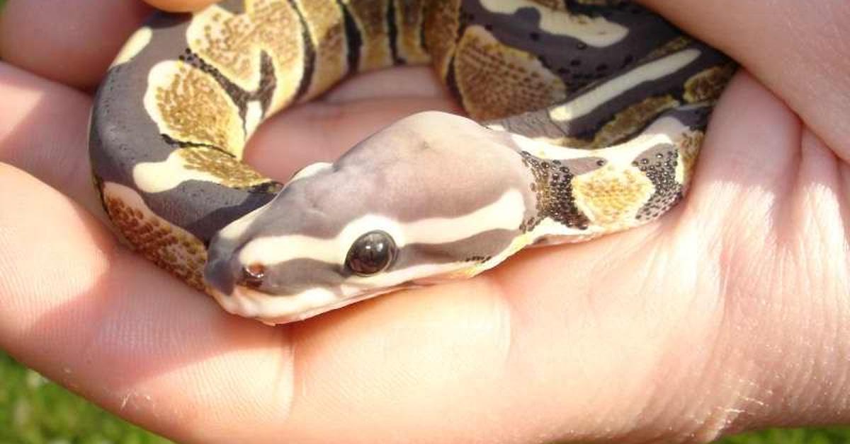 Image of the Scaleless Ball Python (Python regius), popular in Indonesia as Piton Bola Tanpa Sisik.