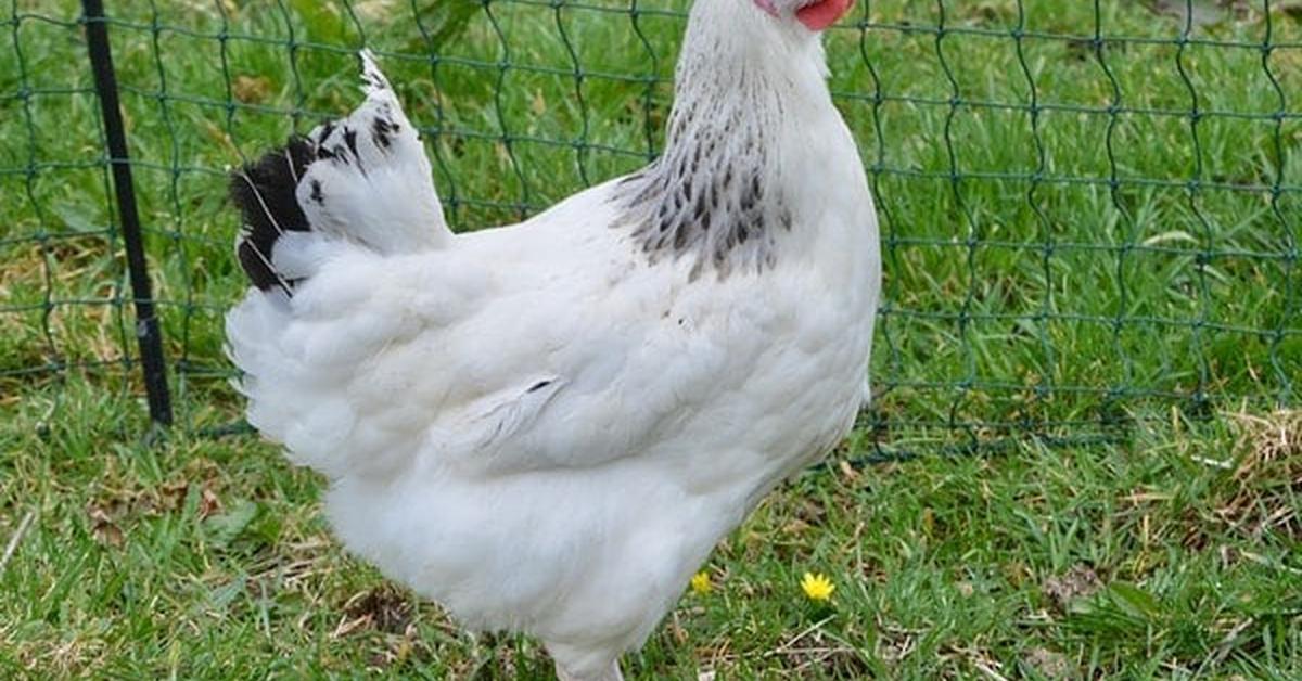 The Sussex Chicken, a species known as Gallus gallus domesticus, in its natural splendor.