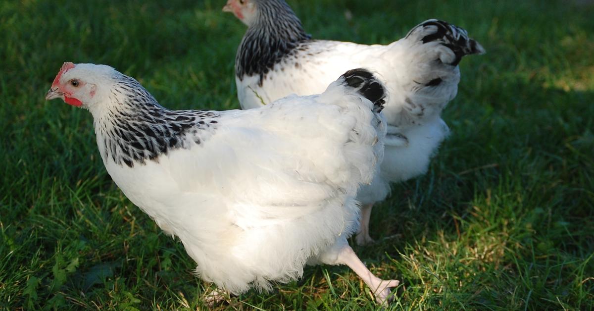 Vibrant snapshot of the Sussex Chicken, commonly referred to as Ayam Sussex in Indonesia.