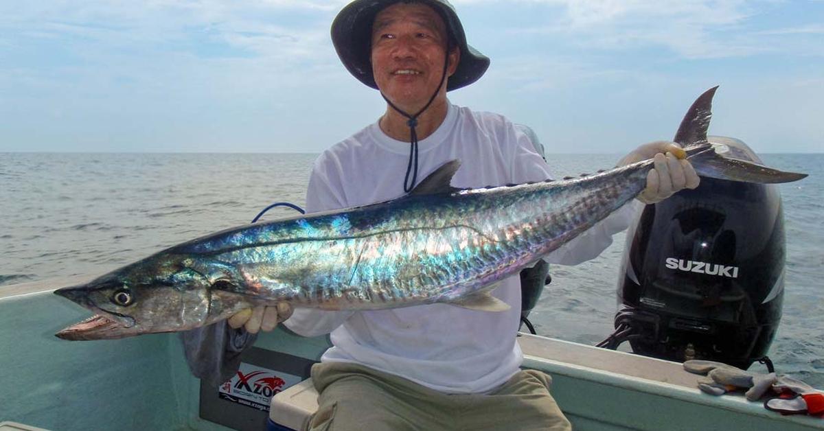 Close-up view of the Spanish Mackerel, known as Ikan Tenggiri Spanyol in Indonesian.