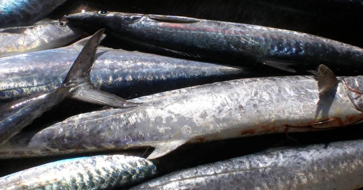 Captured beauty of the Spanish Mackerel, or Scomberomorus in the scientific world.