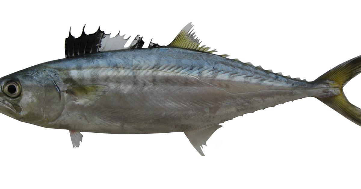 The remarkable Spanish Mackerel (Scomberomorus), a sight to behold.