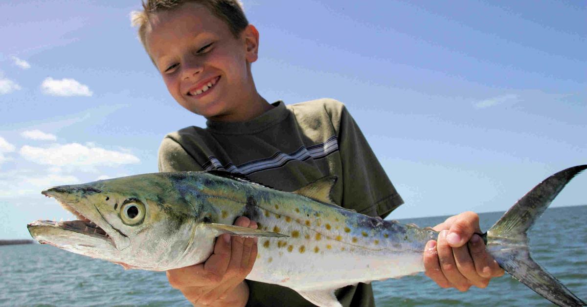 Detailed shot of the Spanish Mackerel, or Scomberomorus, in its natural setting.