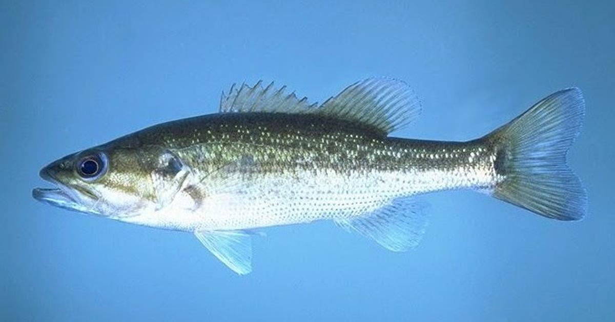 Image of the Spotted Bass (Micropterus punctulatus), popular in Indonesia as Ikan Spotted Bass.