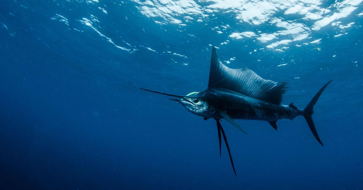 The Sailfish, an example of Istiophorus platypterus, in its natural environment.