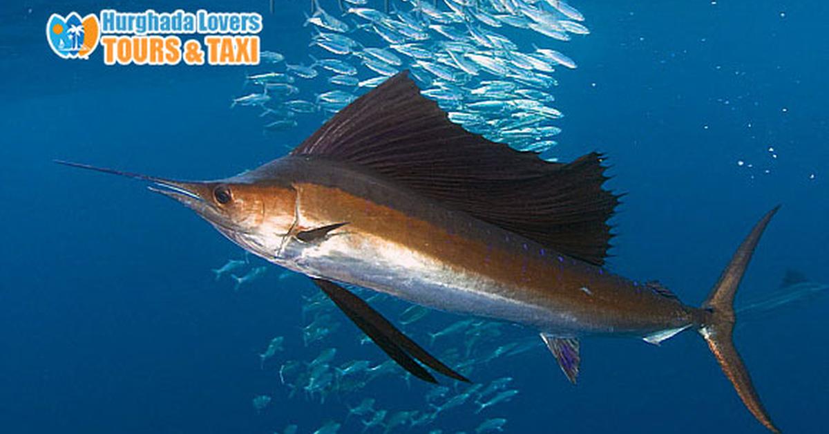 Stunning image of the Sailfish (Istiophorus platypterus), a wonder in the animal kingdom.