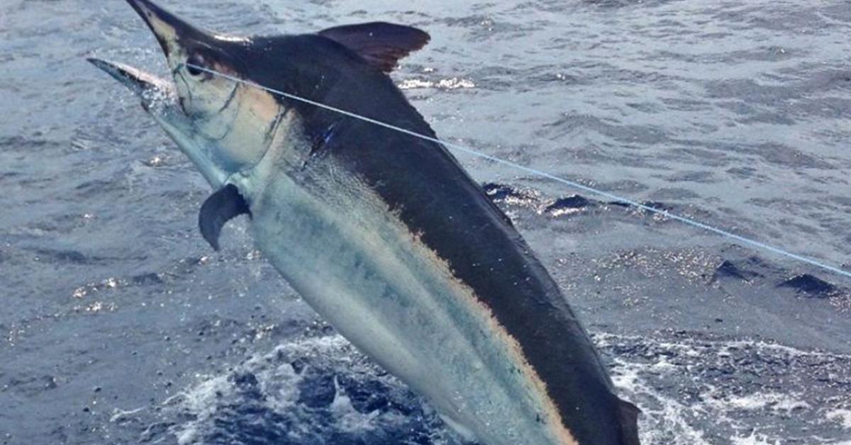 The elegant Sailfish (Istiophorus platypterus), a marvel of nature.