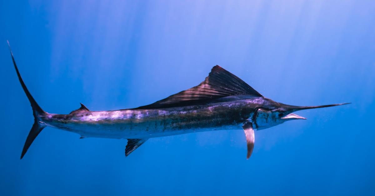 The remarkable Sailfish (Istiophorus platypterus), a sight to behold.