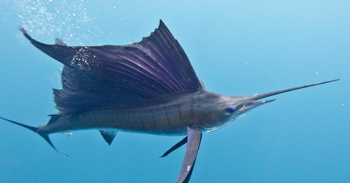 Captured moment of the Sailfish, in Indonesia known as Ikan Layar.