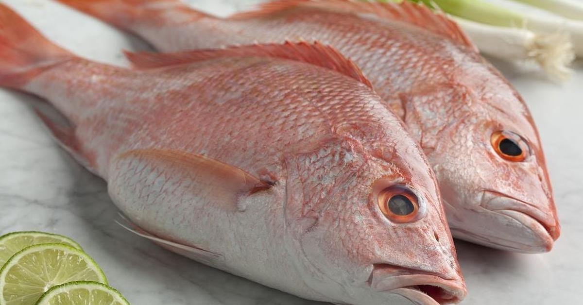 Exquisite image of Sea Bass, in Indonesia known as Ikan Kakap Laut.