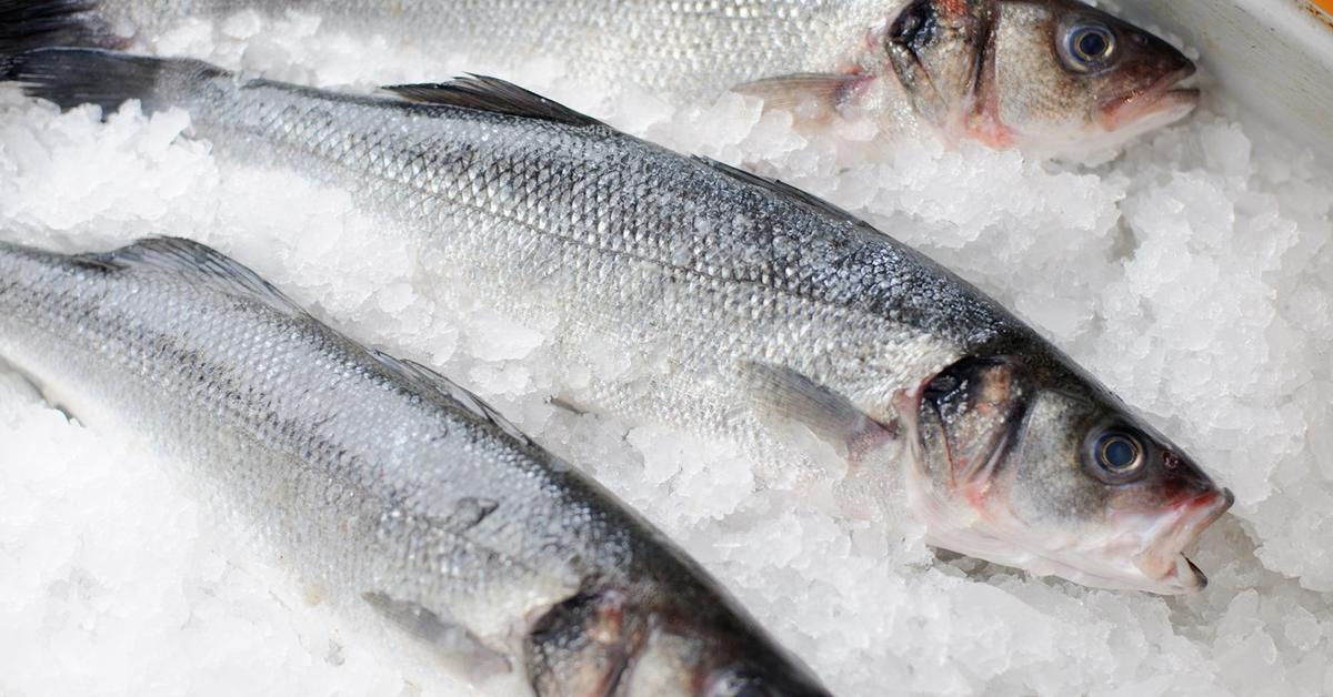 Elegant Sea Bass in its natural habitat, called Ikan Kakap Laut in Indonesia.