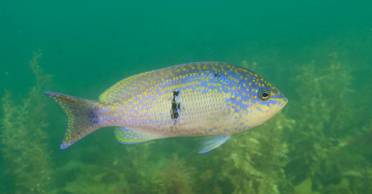 Photographic depiction of the unique Sea Bass, locally called Ikan Kakap Laut.