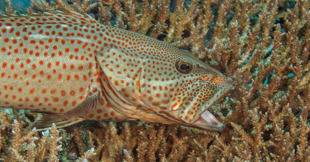 Photographic depiction of the unique Sea Bass, locally called Ikan Kakap Laut.