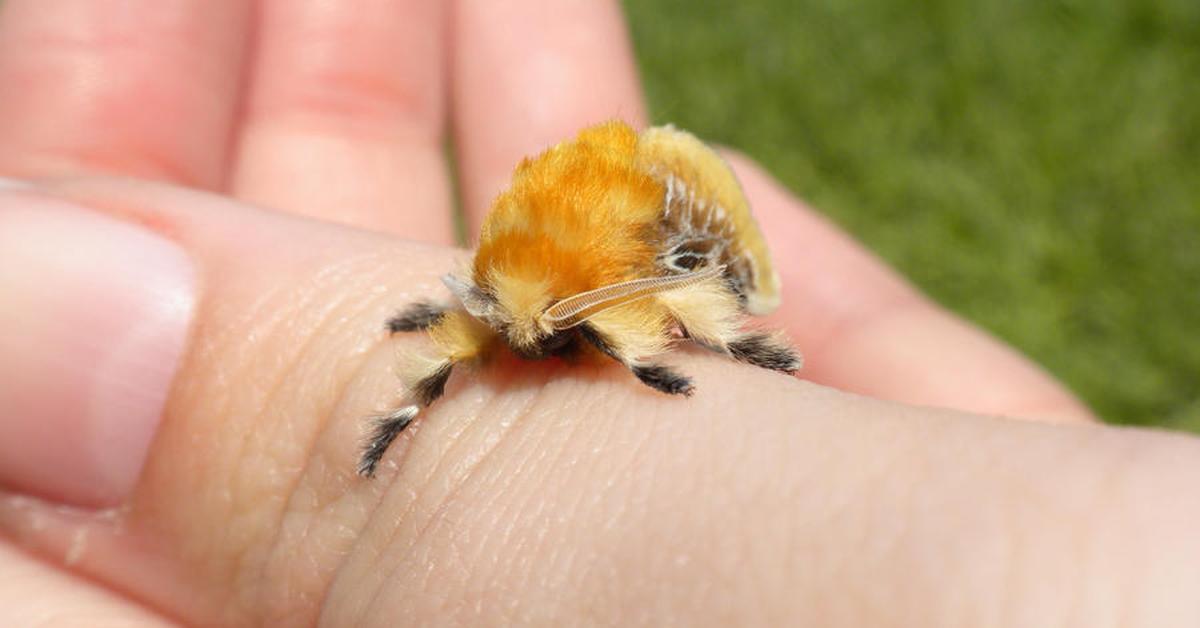 Elegant portrayal of the Southern Flannel Moth, also known as Megalopyge opercularis.