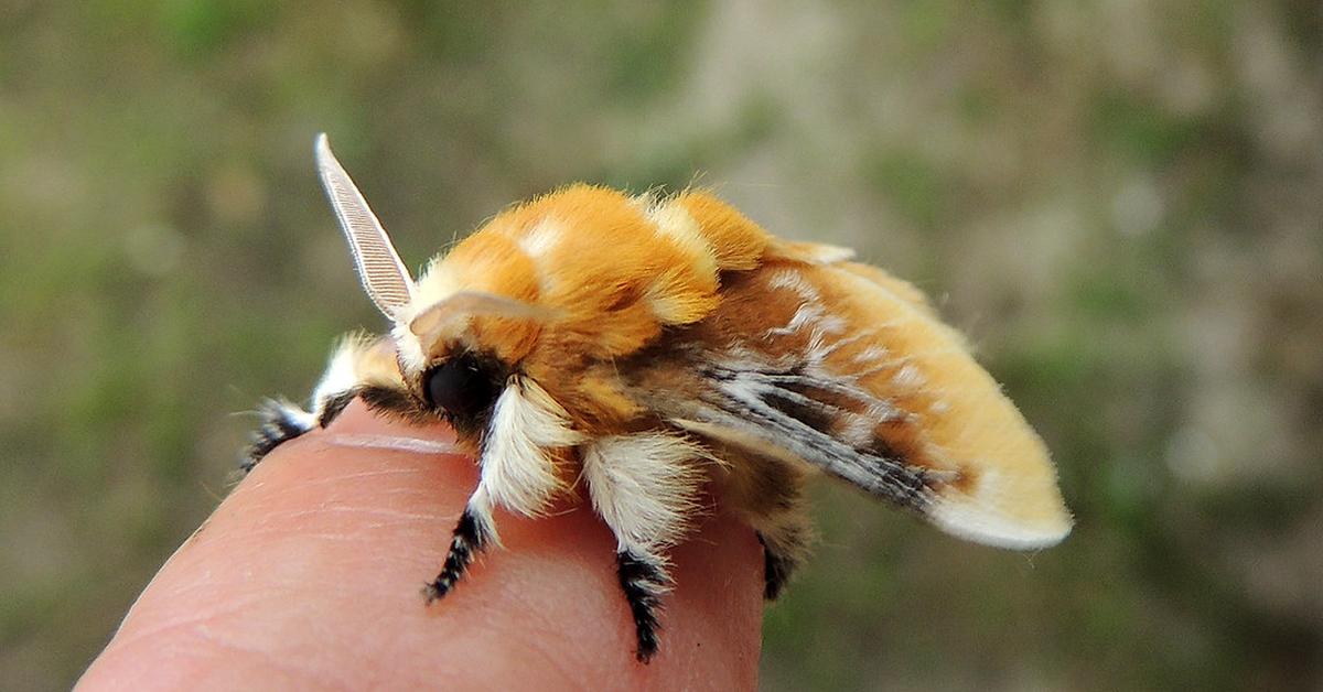 Snapshot of the intriguing Southern Flannel Moth, scientifically named Megalopyge opercularis.