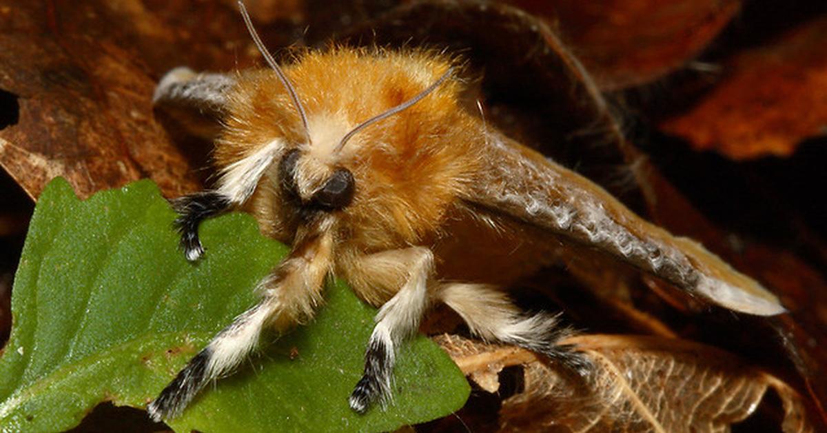 Photograph of the unique Southern Flannel Moth, known scientifically as Megalopyge opercularis.